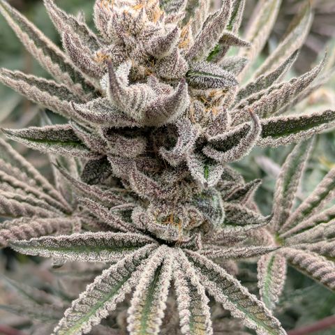 Garlic Budder #1  growlog timeline photo