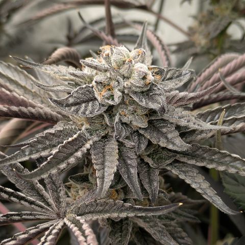 Garlic Budder #1  growlog timeline photo