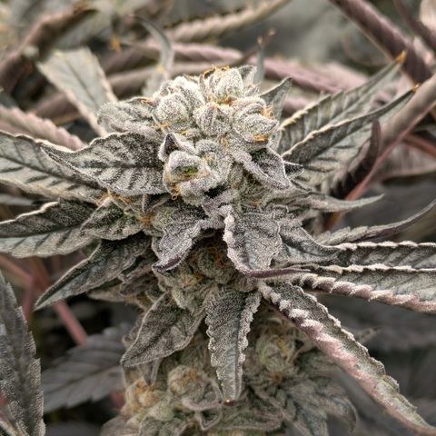 Garlic Budder #1  growlog timeline photo