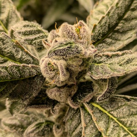 Garlic Budder #1  growlog timeline photo