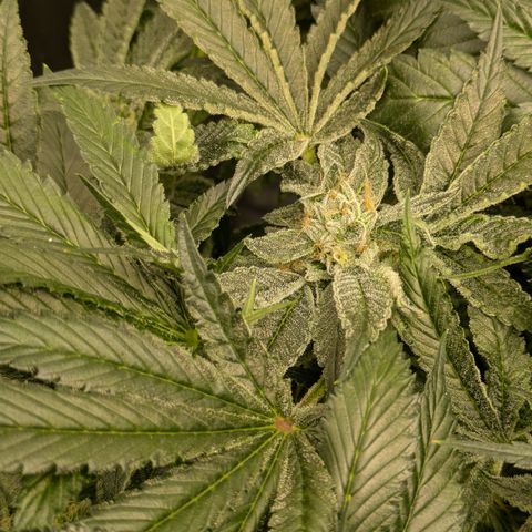 Garlic Budder #1  growlog timeline photo