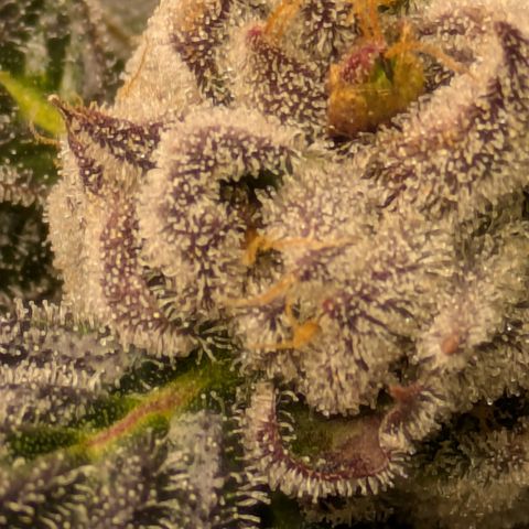 Garlic Budder #1  growlog timeline photo