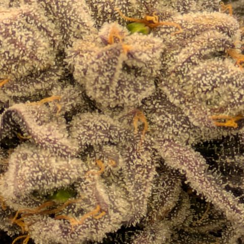 Garlic Budder #1  growlog timeline photo