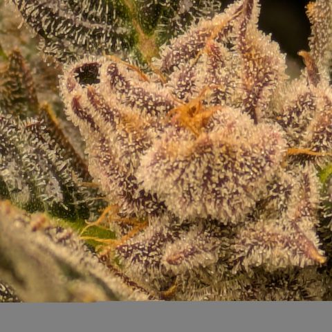 Garlic Budder #1  growlog timeline photo