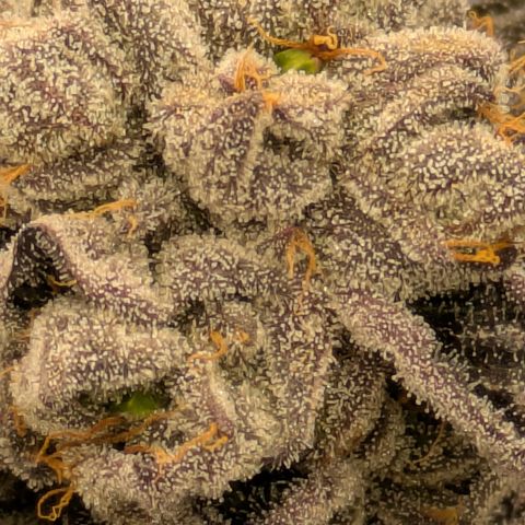 Garlic Budder #1  growlog timeline photo