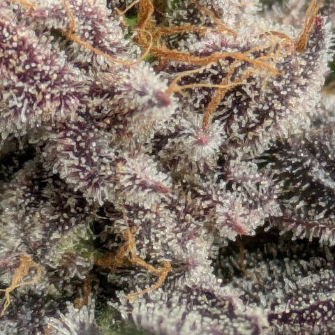 Garlic Budder #1  growlog timeline photo