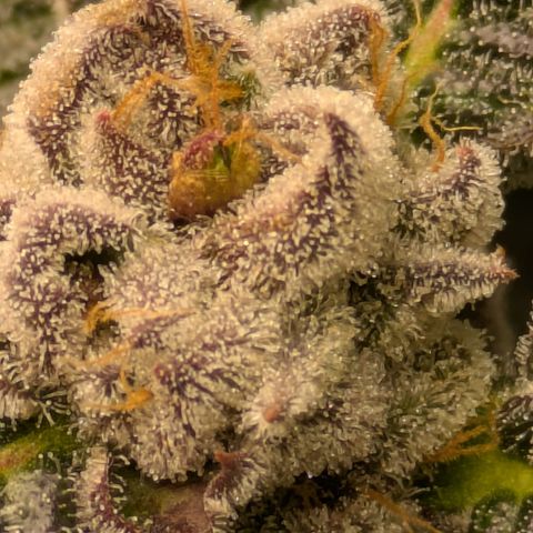 Garlic Budder #1  growlog timeline photo
