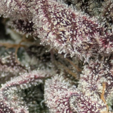 Garlic Budder #1  growlog timeline photo