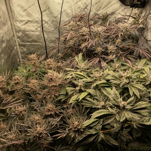 Garlic Budder #1  growlog timeline photo