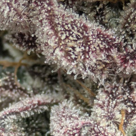 Garlic Budder #1  growlog timeline photo