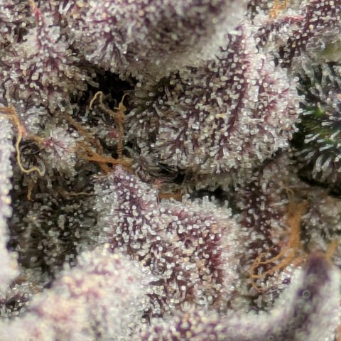 Garlic Budder #1  growlog timeline photo