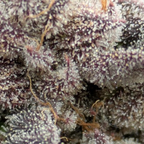 Garlic Budder #1  growlog timeline photo