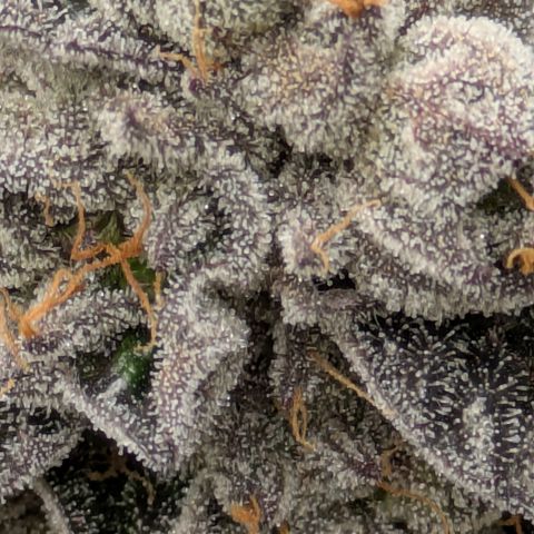 Garlic Budder #1  growlog timeline photo