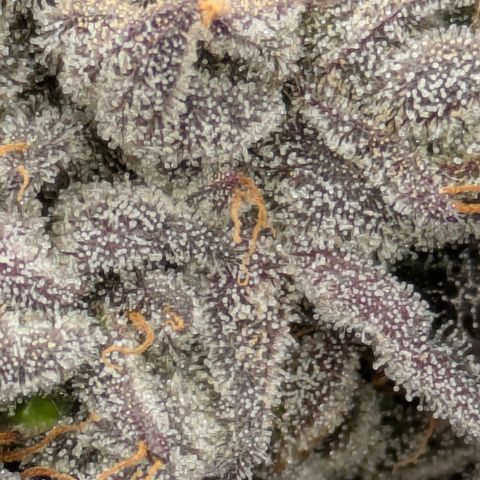 Garlic Budder #1  growlog timeline photo