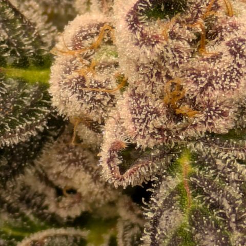 Garlic Budder #1  growlog timeline photo