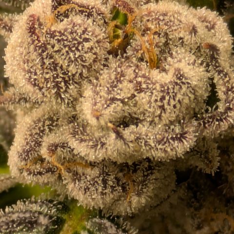 Garlic Budder #1  growlog timeline photo