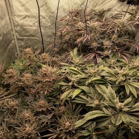 Garlic Budder #1  growlog timeline photo
