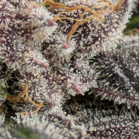 Garlic Budder #1  growlog timeline photo