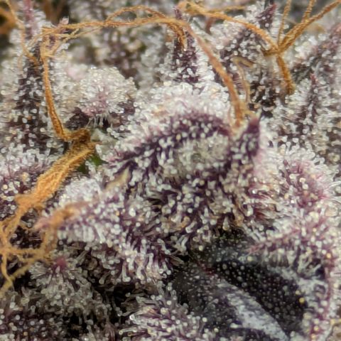 Garlic Budder #1  growlog timeline photo