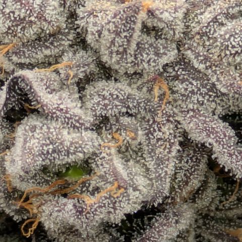 Garlic Budder #1  growlog timeline photo