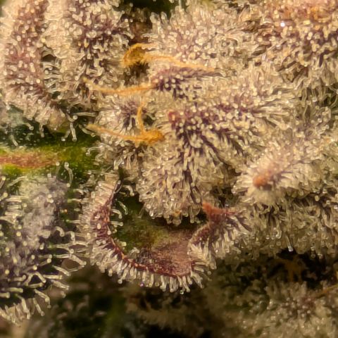 Garlic Budder #1  growlog timeline photo