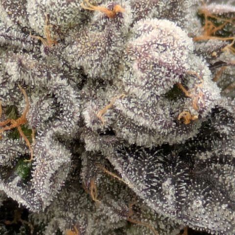 Garlic Budder #1  growlog timeline photo