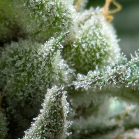 Garlic Budder #1  growlog timeline photo