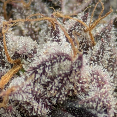 Garlic Budder #1  growlog timeline photo