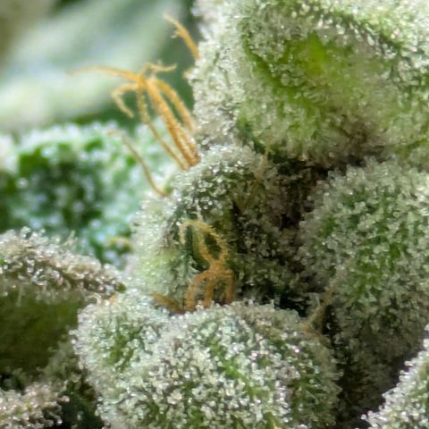 Garlic Budder #1  growlog timeline photo