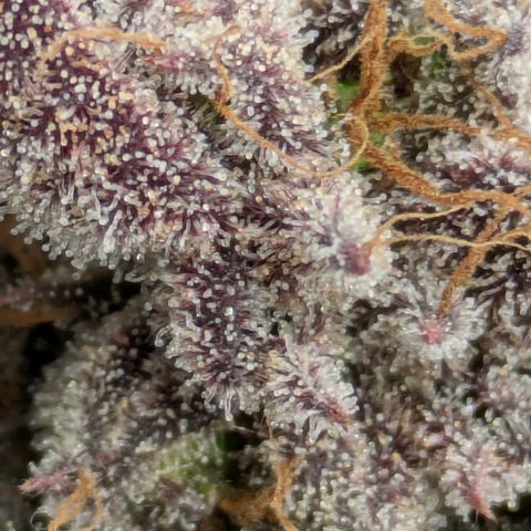 Garlic Budder #1  growlog timeline photo