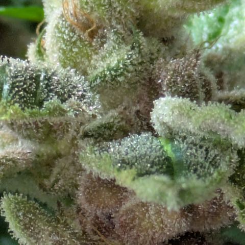 Garlic Budder #1  growlog timeline photo