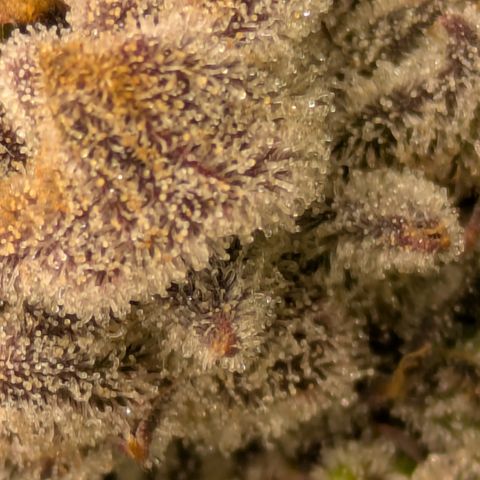 Garlic Budder #1  growlog timeline photo