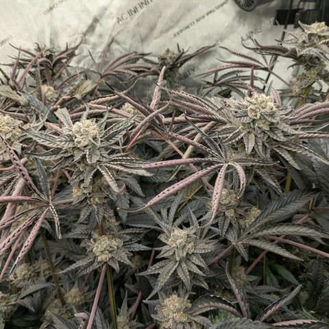 Garlic Budder #1  growlog timeline photo