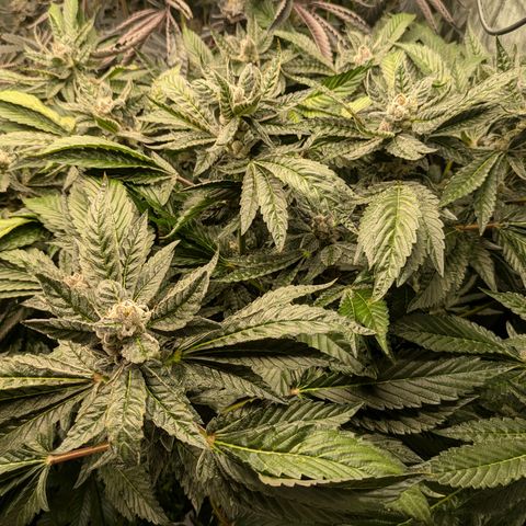 Garlic Budder #1  growlog timeline photo