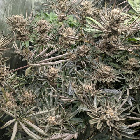 Garlic Budder #1  growlog timeline photo