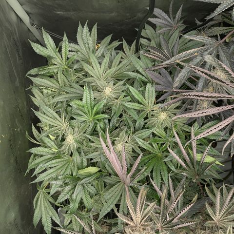 Garlic Budder #1  growlog timeline photo