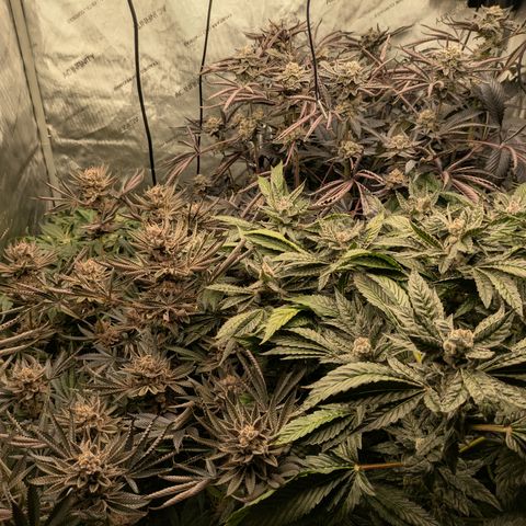 Garlic Budder #1  growlog timeline photo