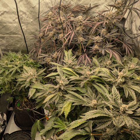 Garlic Budder #1  growlog timeline photo