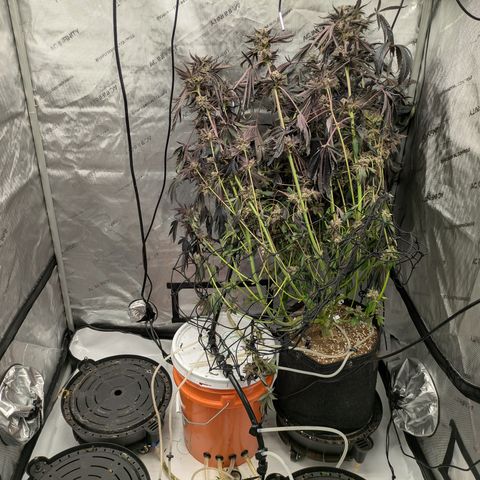 Garlic Budder #1  growlog timeline photo