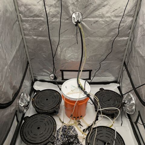 Garlic Budder #1  growlog timeline photo
