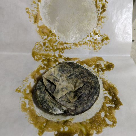 Garlic Budder #1  growlog timeline photo