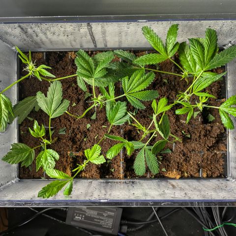 Fortune Cookie X Do-si-do #6 growlog timeline photo