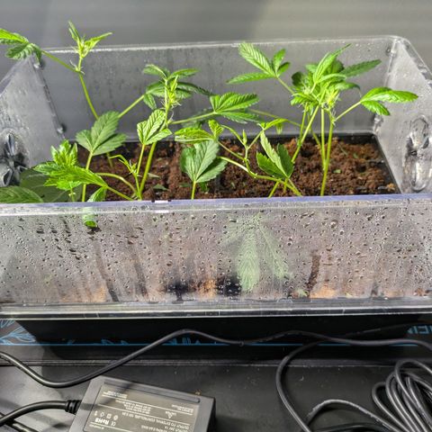 Fortune Cookie X Do-si-do #6 growlog timeline photo
