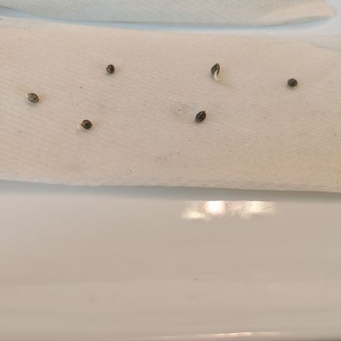 Hella Jelly #1 growlog timeline photo