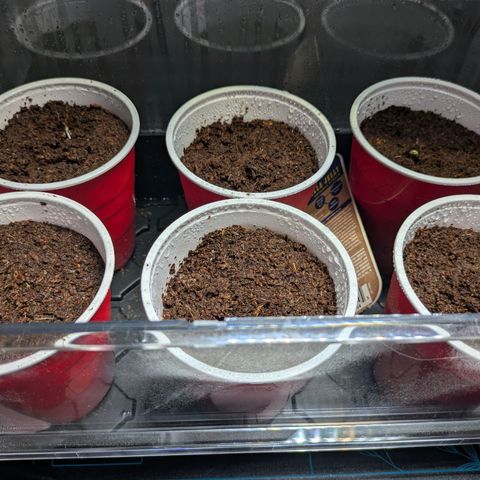 Hella Jelly #1 growlog timeline photo