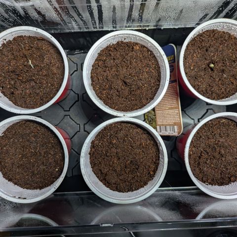 Hella Jelly #1 growlog timeline photo
