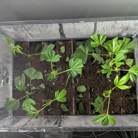 Fortune Cookie X Do-si-do #6 growlog timeline photo