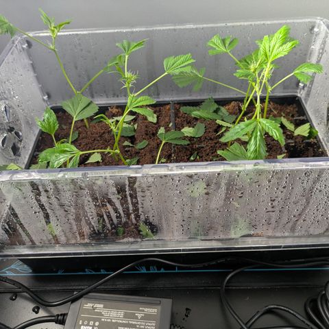 Fortune Cookie X Do-si-do #6 growlog timeline photo