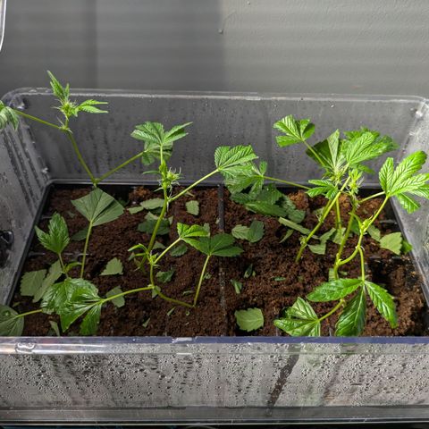 Fortune Cookie X Do-si-do #6 growlog timeline photo