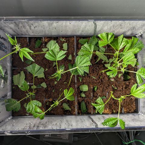 Fortune Cookie X Do-si-do #6 growlog timeline photo
